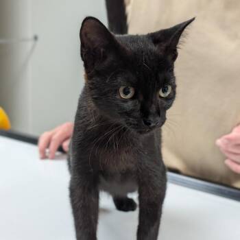 Raven -  Domestic Short Hair Cat for Adoption in Canton, Illinois - Raven | PetCurious