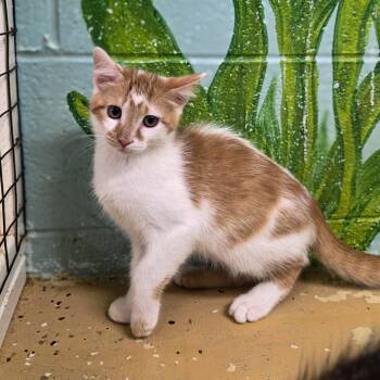 Rescue Domestic Short Hair Cats for Adoption in Newport, Tennessee - Cinnamon | PetCurious
