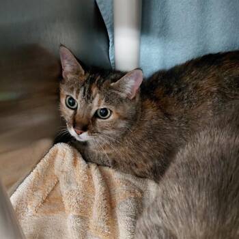 AGATHA -  Domestic Short Hair Cat for Adoption - AGATHA | PetCurious