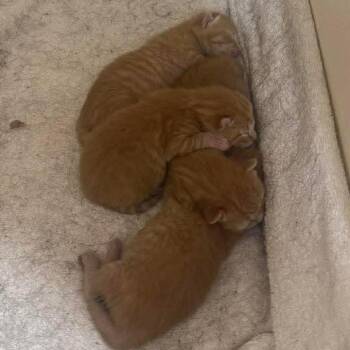 Tiny Sweet Tater -  Domestic Short Hair Cat for Adoption in Williston, Florida - Tiny Sweet Tater | PetCurious