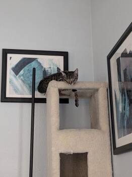 Oatmeal Creme Pie -  Tabby and Domestic Short Hair Cat for Adoption in Dallas, Texas - Oatmeal Creme Pie | PetCurious