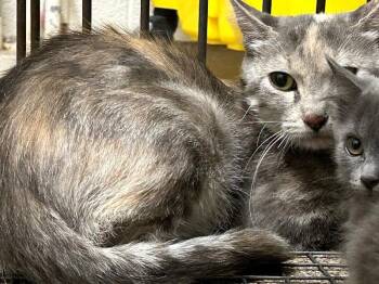 Cass -  Domestic Short Hair Cat for Adoption in Fruit Heights, Utah - Cass | PetCurious