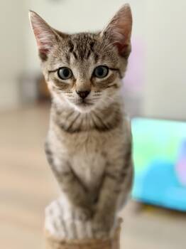 Conrad -  Domestic Short Hair Cat for Adoption in Montclair, New Jersey - Conrad | PetCurious