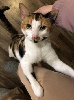 Domestic Short Hair Cats Available for Adoption in Puyallup, Washington - Thea | PetCurious