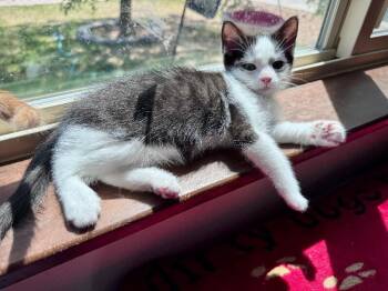 Alice -  Domestic Short Hair Cat for Adoption in Fort Collins, Colorado - Alice | PetCurious