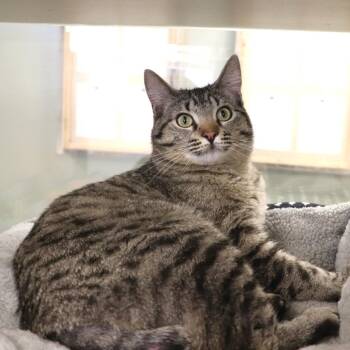Domestic Short Hair Cats Available for Adoption in Rifle, Colorado - Kingpin | PetCurious