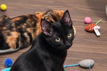 Onyx -  Domestic Short Hair Cat for Adoption in Liverpool, Texas - Onyx | PetCurious