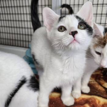 Vault -  Domestic Short Hair Cat for Adoption in Chilton, Wisconsin - Vault | PetCurious