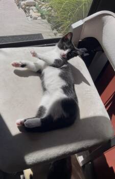 Damion -  Domestic Short Hair Cat for Adoption in Denver, Colorado - Damion | PetCurious