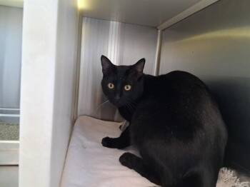 Domestic Short Hair Cats Available for Adoption - MELVIN | PetCurious