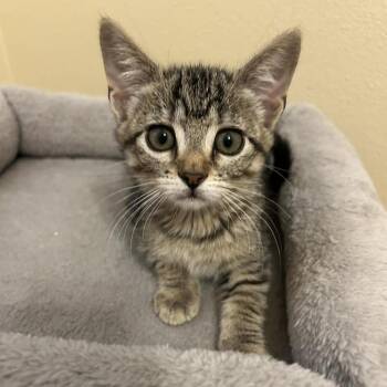 Heather 26-06-017 -  Domestic Short Hair Cat for Adoption in Bastrop, Texas - Heather 26-06-017 | PetCurious