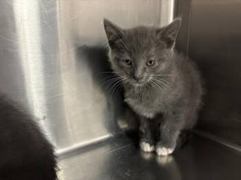 ALYSSA -  Domestic Short Hair Cat for Adoption in Thousand Palms, California - ALYSSA | PetCurious