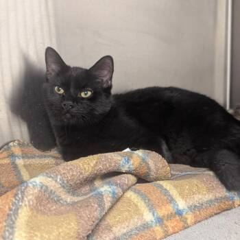 Domestic Short Hair Cats Available for Adoption - Rizzoli | PetCurious