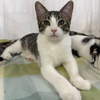Harold -  Domestic Short Hair Cat for Adoption in Durham, North Carolina - Harold | PetCurious