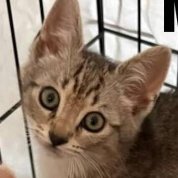 Munci -  Domestic Short Hair Cat for Adoption in Washington, District Of Columbia - Munci | PetCurious