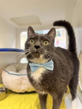 Winston -  Domestic Short Hair Cat for Adoption in Vero Beach, Florida - Winston | PetCurious