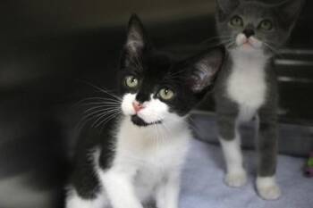 Peter -  Domestic Short Hair Cat for Adoption in Brunswick, Georgia - Peter | PetCurious