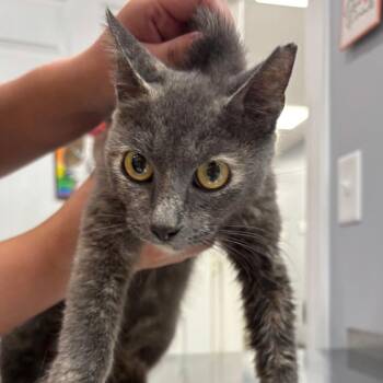 Hoot -  Domestic Short Hair Cat for Adoption in Fairmont, West Virginia - Hoot | PetCurious