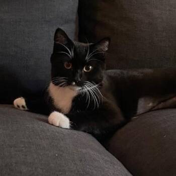 Rescue Domestic Short Hair Cats for Adoption in Lincoln, California - Myrna | PetCurious