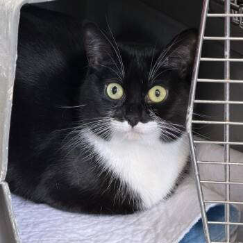 Domestic Short Hair Cats Available for Adoption - Molly | PetCurious