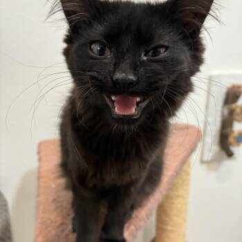 Thelma -  Domestic Long Hair Cat for Adoption in Bonners Ferry, Idaho - Thelma | PetCurious