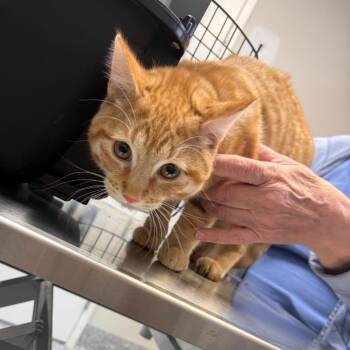 Dudly -  Domestic Short Hair Cat for Adoption in Great Falls, Montana - Dudly | PetCurious