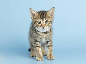 TOBY -  Domestic Short Hair Cat for Adoption in Phoenix, Arizona - TOBY | PetCurious