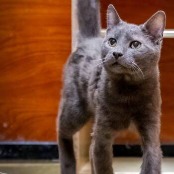 Rescue Russian Blue Cats for Adoption in Hanson, Massachusetts - Asher (meet Me At The Hanover Petsmart Adoption Fee $200) | PetCurious