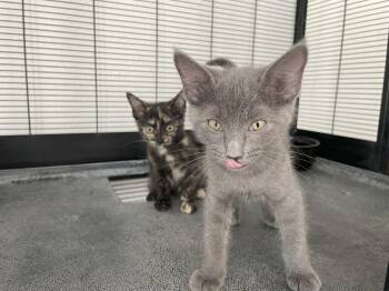 Rescue Domestic Short Hair Cats for Adoption in Midway City, California - Archie | PetCurious