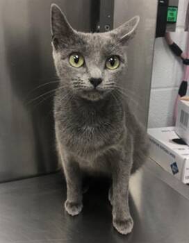MYSTIC JR -  Manx Cat for Adoption in Hagerstown, Maryland - MYSTIC JR | PetCurious