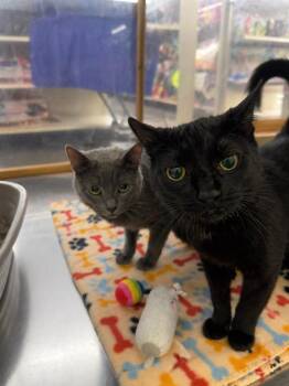 Domestic Short Hair Cats Available for Adoption in Fort Lupton, Colorado - Ash IL | PetCurious