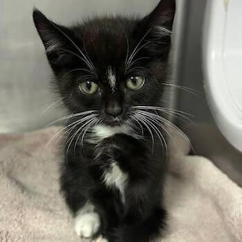 Domestic Short Hair Cats Available for Adoption in Knoxville, Tennessee - Massaman Curry | PetCurious