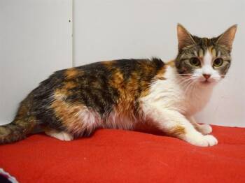 Domestic Short Hair Cats Available for Adoption in Sacramento, California - TIFANNI | PetCurious