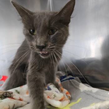 Violet -  Domestic Medium Hair Cat for Adoption in Fort Bragg, California - Violet | PetCurious