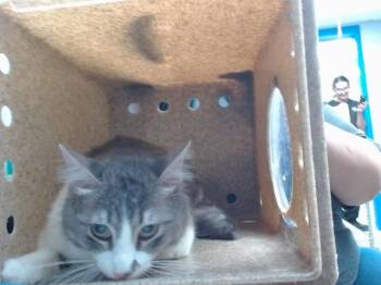 GILBERT -  Domestic Medium Hair and Domestic Short Hair Cat for Adoption in Albuquerque, New Mexico - GILBERT | PetCurious