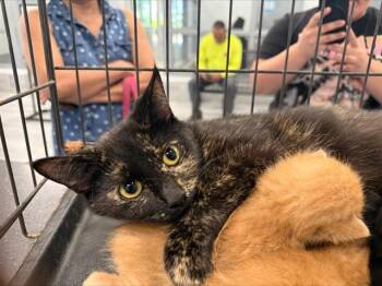 Domestic Short Hair Cats Available for Adoption in Charlotte, North Carolina - A1262596 | PetCurious
