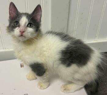 Domestic Long Hair Cats Available for Adoption in Telford, Pennsylvania - Carl (Free At Last Litter) | PetCurious