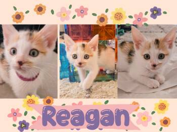 Raegan -  Calico Cat for Adoption in Pasco, Washington - Raegan | PetCurious
