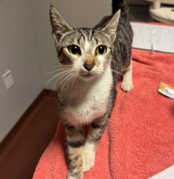 Princess Rapunzel -  Domestic Short Hair Cat for Adoption in Oakland, California - Princess Rapunzel | PetCurious
