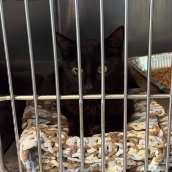 Napsack -  Domestic Short Hair Cat for Adoption in Huntington, West Virginia - Napsack | PetCurious