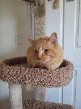 Rescue Domestic Short Hair Cats for Adoption in North Myrtle Beach, South Carolina - Scout | PetCurious