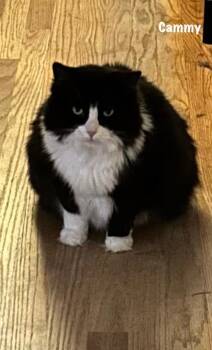 Domestic Short Hair Cats Available for Adoption in Windsor, Connecticut - Cammy | PetCurious