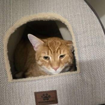Leo -  Domestic Short Hair Cat for Adoption in Phoenixville, Pennsylvania - Leo | PetCurious