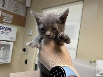 Rescue Domestic Short Hair Cats for Adoption in Pasadena, California - BONES | PetCurious