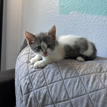 Gilligan -  Domestic Short Hair Cat for Adoption in Pleasant Hill, California - Gilligan | PetCurious