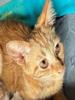 MAMMA CHEESY -  Domestic Short Hair Cat for Adoption in St. Louis, Missouri - MAMMA CHEESY | PetCurious