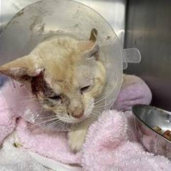 Copperhead -  Domestic Short Hair Cat for Adoption in Marble, North Carolina - Copperhead | PetCurious