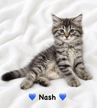 Nash -  Domestic Long Hair Cat for Adoption in Copley, Ohio - Nash | PetCurious