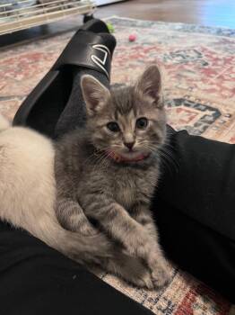 Mo -  Domestic Short Hair Cat for Adoption in Wheeling, Illinois - Mo | PetCurious