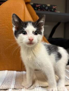 Domestic Short Hair Cats Available for Adoption in Liverpool, New York - Dolly | PetCurious